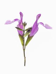 fiore isolato di salvia 
