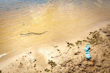 Fototapeta na wymiar grass snake on the beach. Natrix natrix floats in the water