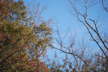 Tree tops and blue sky