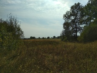 tree in field