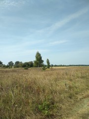 tree in field