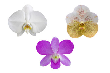 Various orchids, isolated on white background with with clipping path.