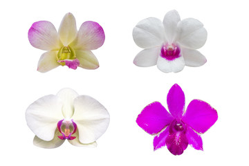 Various orchids, isolated on white background with with clipping path.