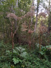 Dry Heracl&eacute;um sosn&oacute;wskyi