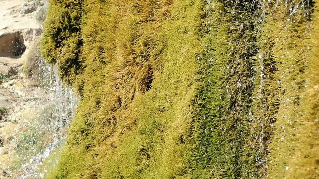 Travertine waterfall Dreinmuehlen (engl. three mills) at Nohn in  Vulkan Eifel region (Germany)