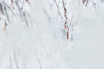 Birch buds in an icy glistening coating. Winter fairy tale.
