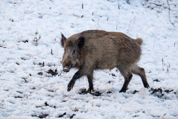 Wildschwein im Schnee