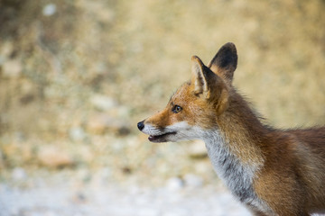 Fox snooping around 4