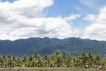 Tropical Landscape, Coconut Tree on Coconut plant Mountains and Clouds is background.