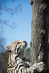 Ocelot wildcat