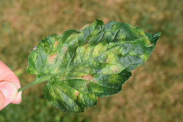 Fungal disease on tomato leaves - upper side