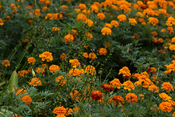 soft focus orange marigold flower bed natural garden scenery landscape environment