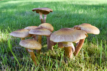 Old mushrooms. Armillaria mellea.  Edible mushrooms. Autumn harvest. 