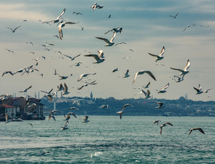 Seagulls and Istanbul Old Town with Mosques on the background