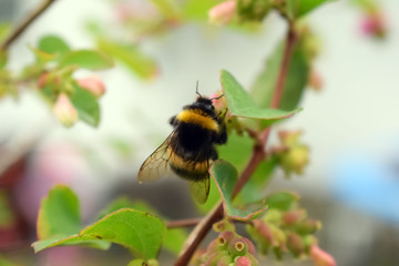 Bumblebee on autumn flowers. Symphoricarpos. Shrub with decorative pink berries. Shrub, which blooms in autumn.