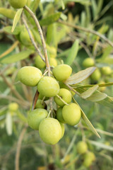 Olive tree with fruits close-up