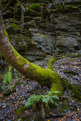 Baumstamm Wanderweg Eifel