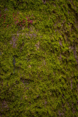 Detail Nahaufnahme Moos Baumrinde