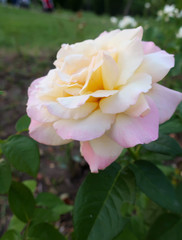  A warm southern evening. Roses in the Park Anapa.