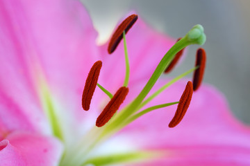 Macro shot on pink lily flower in summer day.