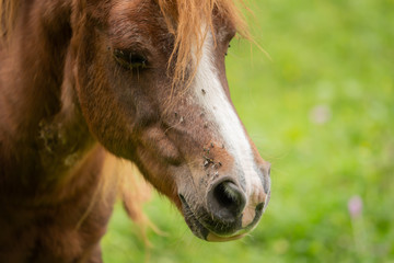 Head of a horse with many flies