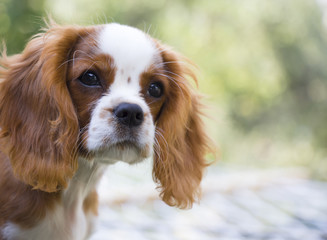 Portrait of dog. Cavalier King Charles Spaniel
