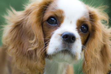 Cavalier king charles spaniel
