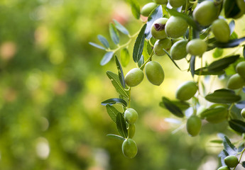 Green olives on a branch