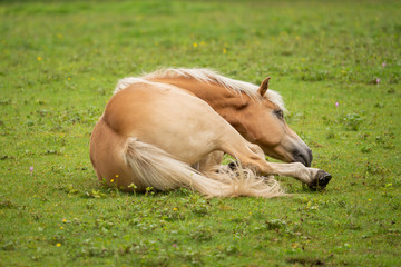 Naklejka na ściany i meble A horse rolls on the green meadow