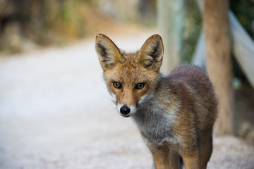 Fox snooping around 7