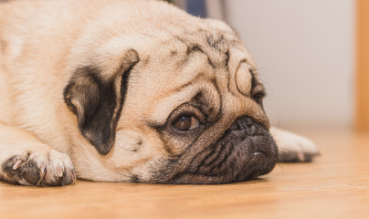 Close-up face of Cute pug puppy dog sleeping. It is hoped the boss will come back soon