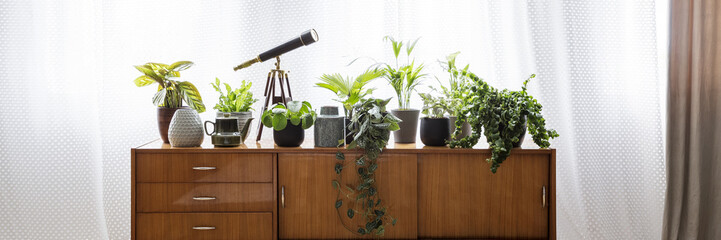 Wooden retro cupboard with telescope, green potted plants and tea jug standing in room interior with window with drapes