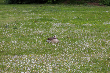 bird on grass