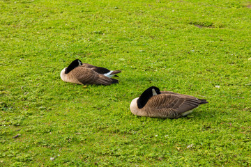 Canadian geese on grass