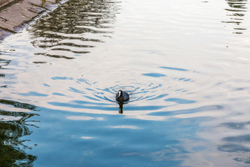 bird in water