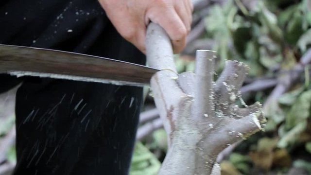 Close up shot of a man cutting a branch of tree with a saw. Slow motion. 