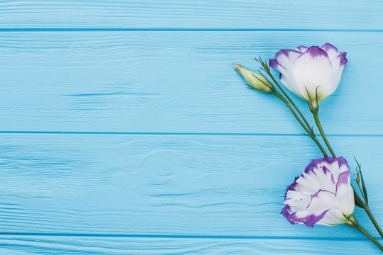 Fototapeta Lisianthus eustoma flowers on wood with copyspace. Free space for text. Blue wooden desk table.