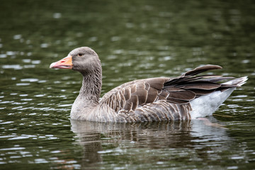 Swimming On The River