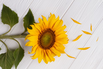 Obraz premium Sunflower with fallen leaves, close up. White wood background.
