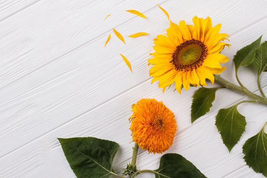 Two unripe sunflowers. White wooden table background.