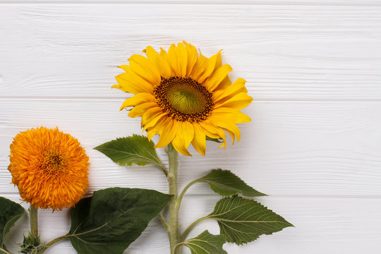Two young unripe immature sunflowers. White wooden table background.