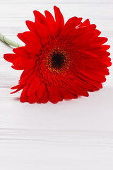 Red gerber daisy close-up. White wooden surface background.