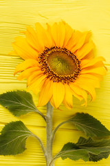 Close up of sunflower and yellow wooden table. Beautiful unripe fresh spring sunflower.