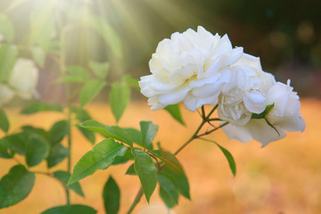 Bush of white roses in summer garden.