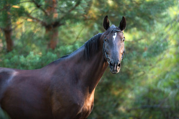 Black stallion portrait in forest in sunlight
