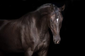 Black horse portrait on black background