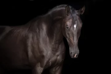 Fototapeten Schwarzes Pferdeporträt auf schwarzem Hintergrund © kwadrat70