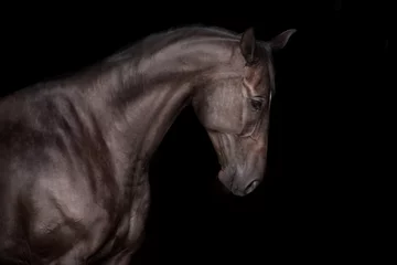 Foto auf Acrylglas Schwarzes Pferdeporträt auf schwarzem Hintergrund © kwadrat70