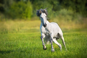 Fototapeta na wymiar White Andalusian horse runs gallop in summerfield. Pura Raza Espanola