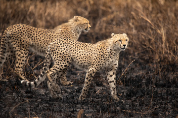 Cheetahs in the African savanna. Safari in the savannah of Serengeti National Park, Tanzania. Close to Maasai Mara, Kenya. Burnt savanna landscape because of bushfire. Africa.